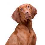 Vizsla