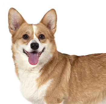 pet