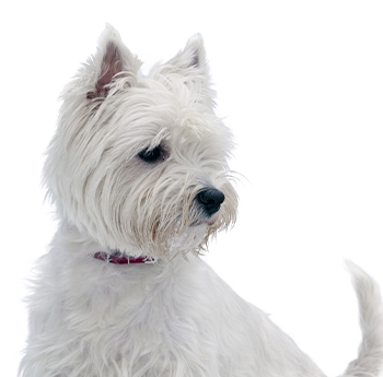 pet