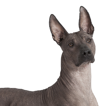 pet