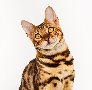 pet