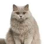 British Shorthair/Longhair