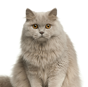pet