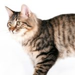 Kurulian Bobtail Shorthair/Longhair