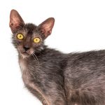 Lykoi