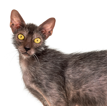 pet