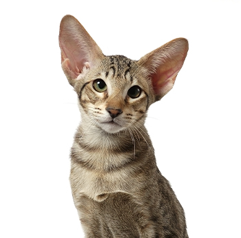 pet