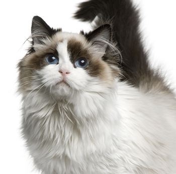 pet