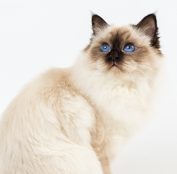 pet
