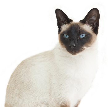 pet