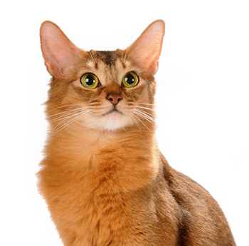pet
