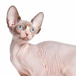 Sphynx
