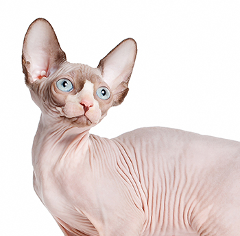 pet