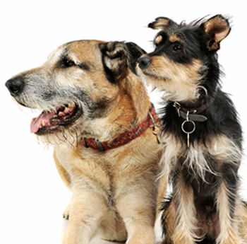 pet