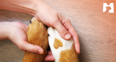Matchpet news: a importância de bons tratos animais. Saiba Mais
