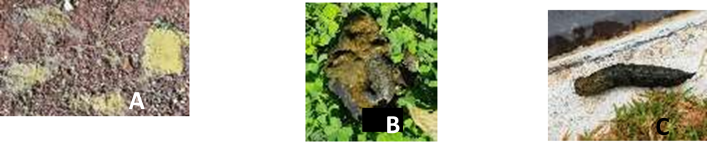 Evolução do escore fecal após a instituição das alterações dietéticas no momentos: A – D0 (escore 0); B –D 16 (escore 2); C –D 136 (escore 4)