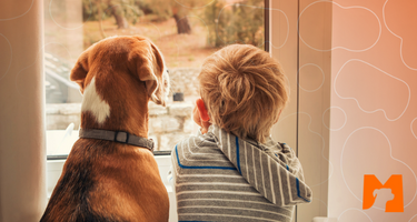 Match pet news: A chegada de um pet em um novo lar. Saiba Mais