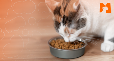 Matchpet News 4 dicas para o pet não enjoar do alimento. Saiba Mais