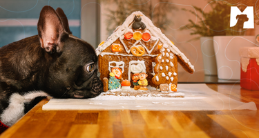 Matchpet News: Cuidados com a alimentação do pet nas festas de fim de ano. Saiba Mais