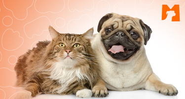 Matchpet News: 5 dicas para prevenir a obesidade em cães e gatos. Saiba Mais