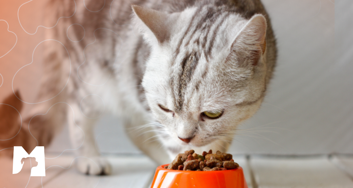 gato comendo alimento