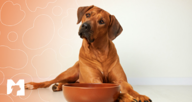 cão e vasilha de alimento