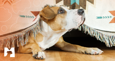 Dicas para garantir a segurança do pet nas festas juninas