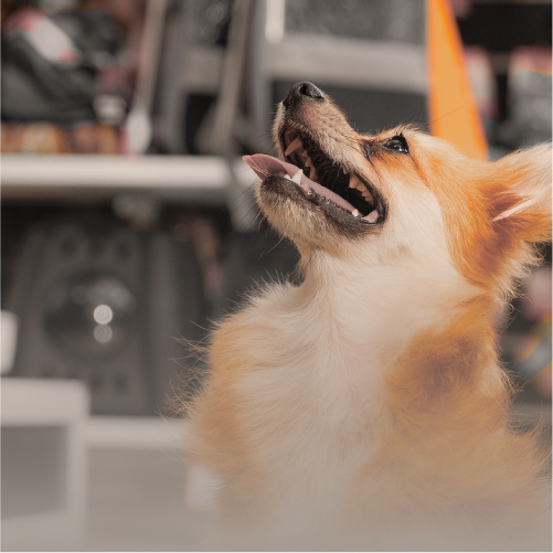 Como escolher o melhor mix de produtos para o meu pet shop