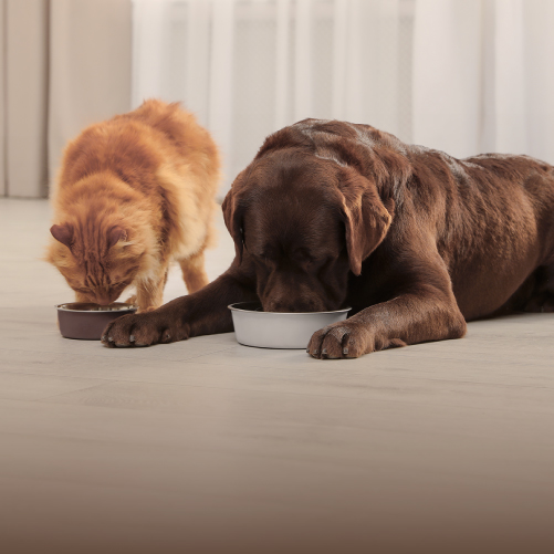 Entenda as diferenças entre os alimentos para cães e gatos na hora de orientar o seu cliente