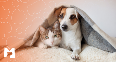 Matchpetnews: Dicas para cuidar do seu pet durante o inverno