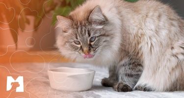 Matchpet news: Conheça os benefícos dos alimentos úmidos para seu pet. Saiba Mais