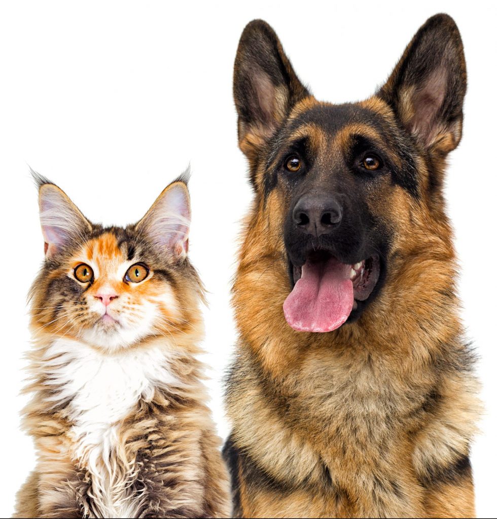 Pastor alemão e gato