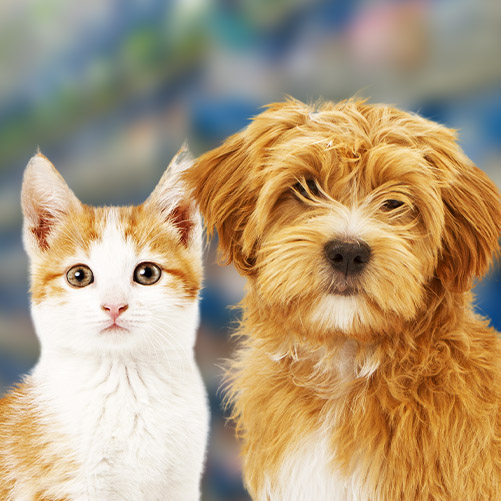 Plano de carreira e colaboradores pet shop