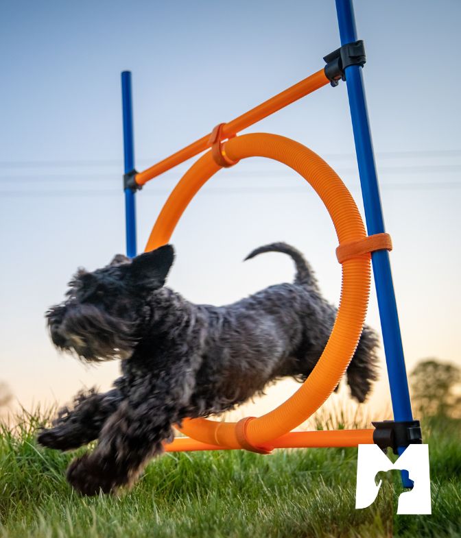 agility cães
