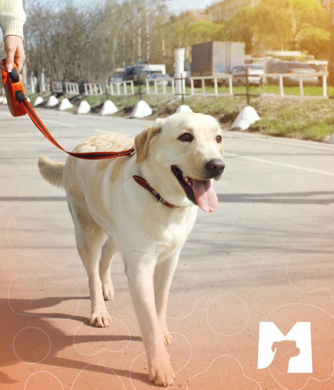 Cuidados-no-passeio-com-os-cães