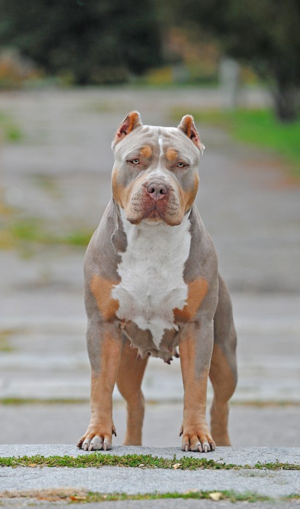 American Bully XL parado na rua