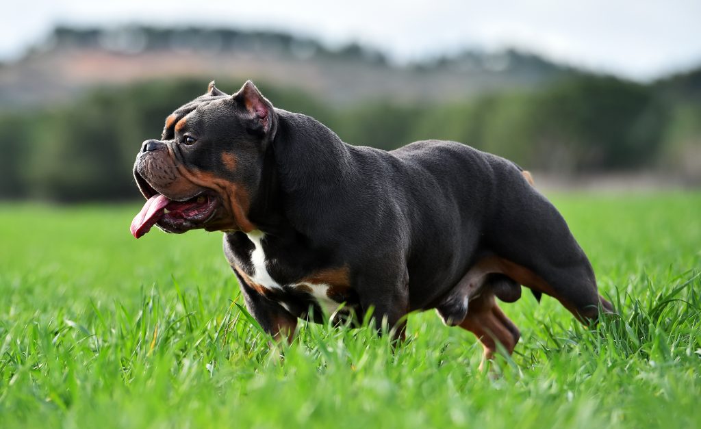 Cão da raça American Bully Extreme parado, olhando para frente.