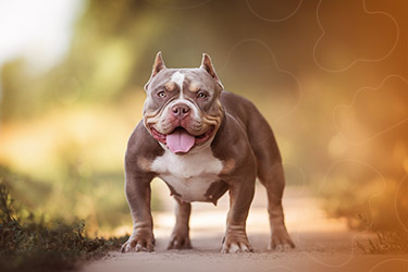 Cão da raça American Bully.