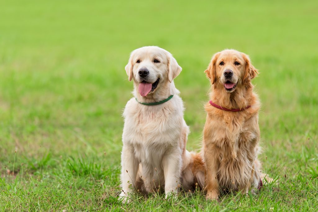 Labrador e Golden Retriever