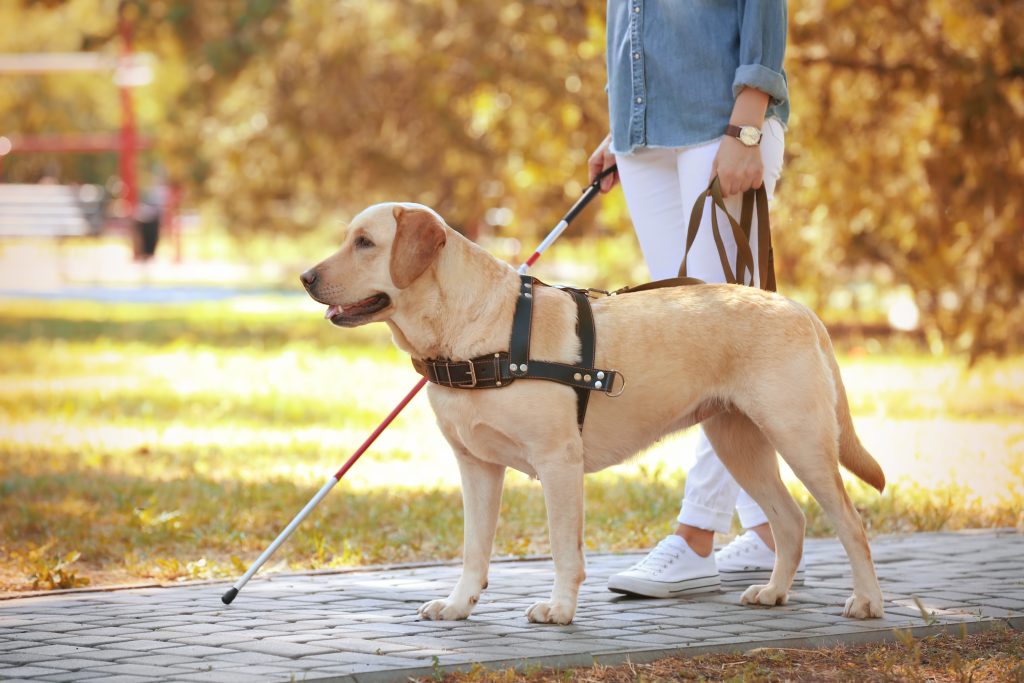 Um cão da raça Labrador Retriever atuando como cão-guia.