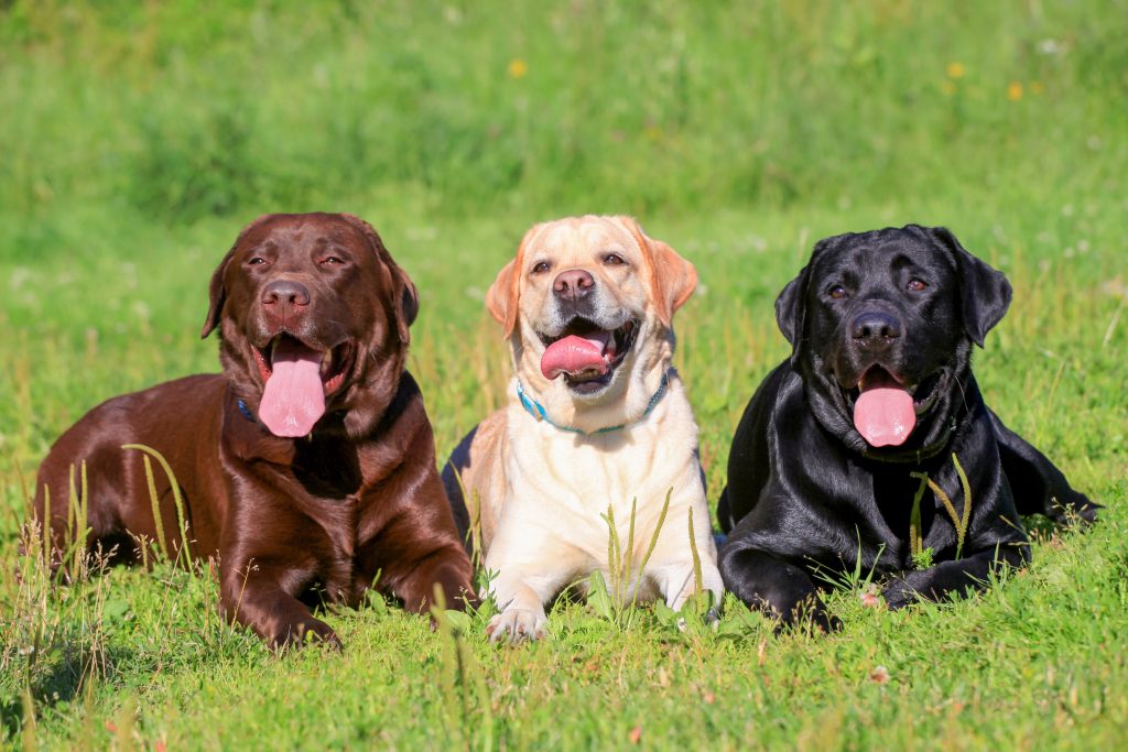Três cães da raça Labrador Retriever, com as pelagens preta, marrom e bege.