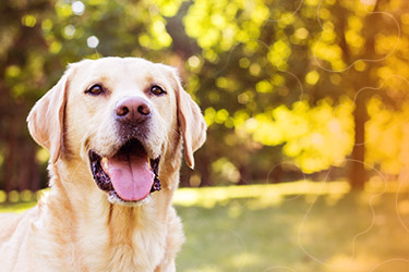 Cão da raça Labrador Retriever.