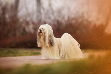 Cão da raça Lhasa Apso