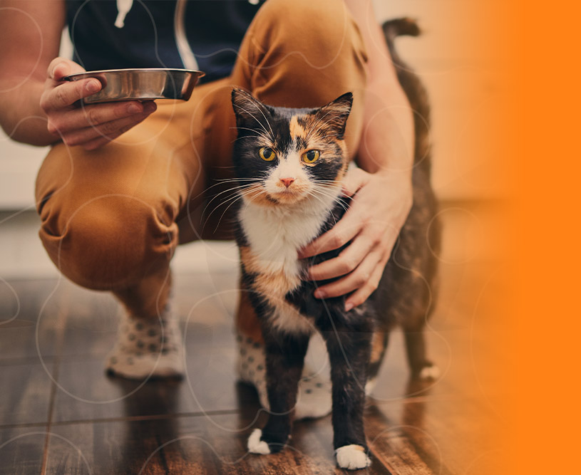 Comida Natural para Pets