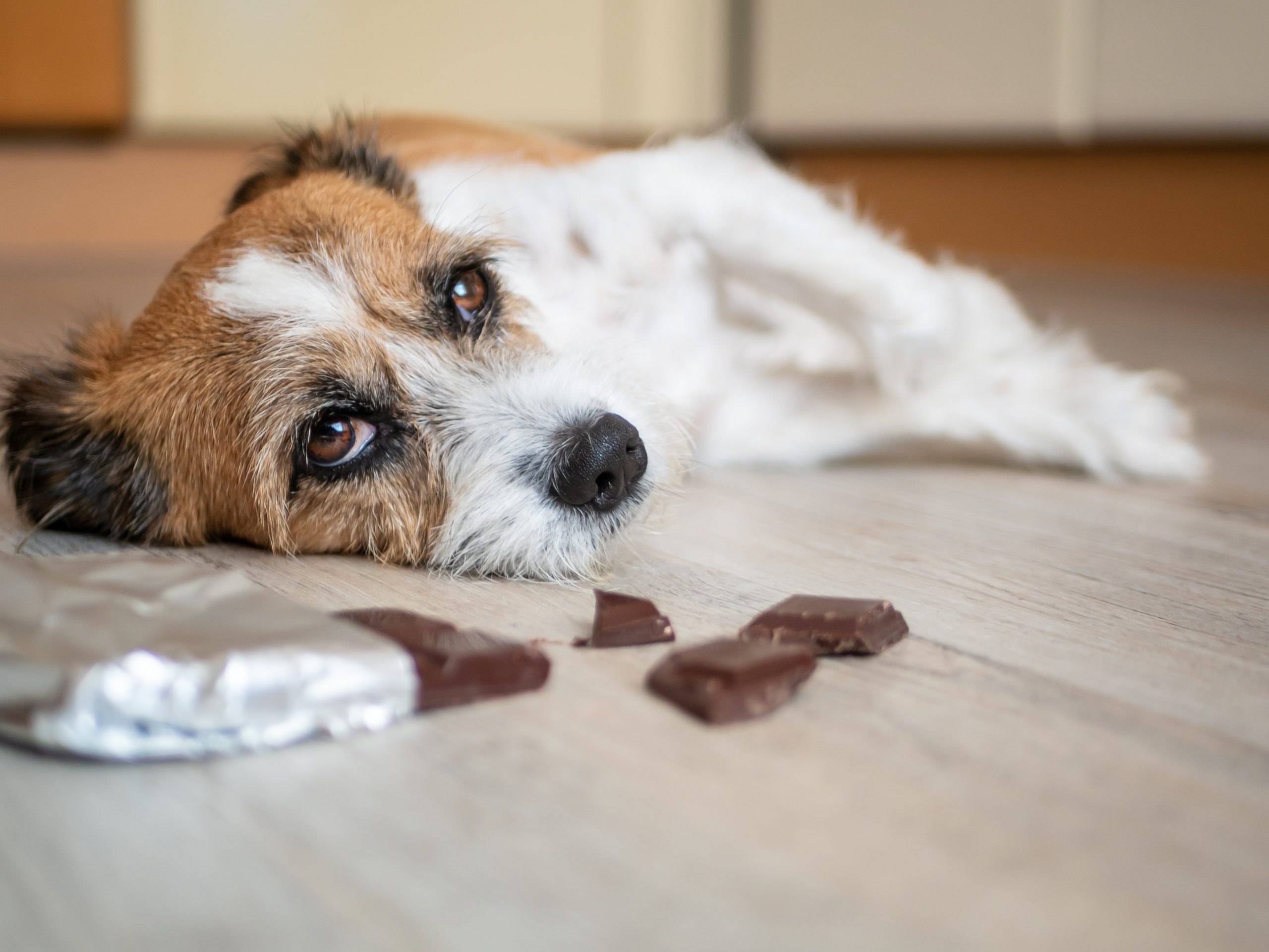 Perigo do chocolate para os cães e gatos
