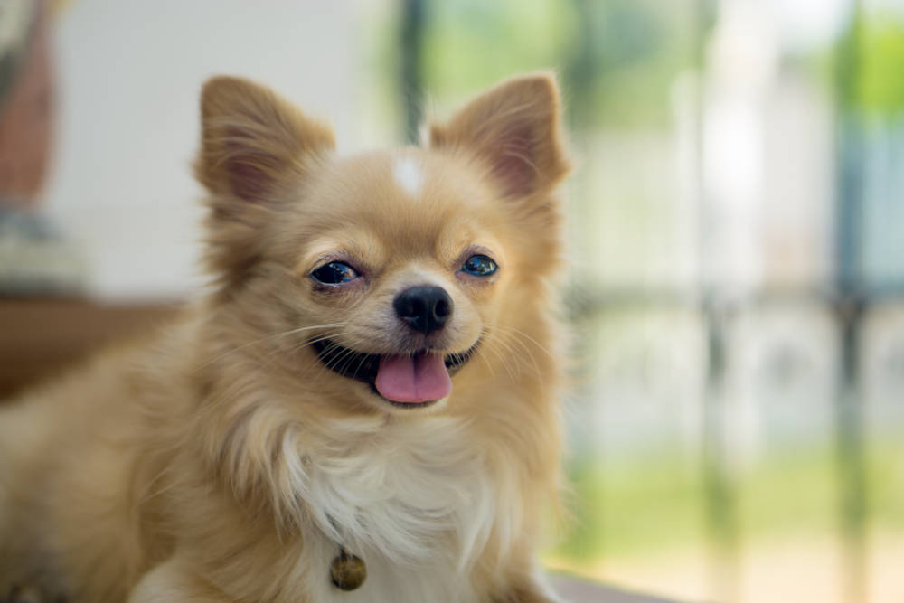Cachorros para apartamento