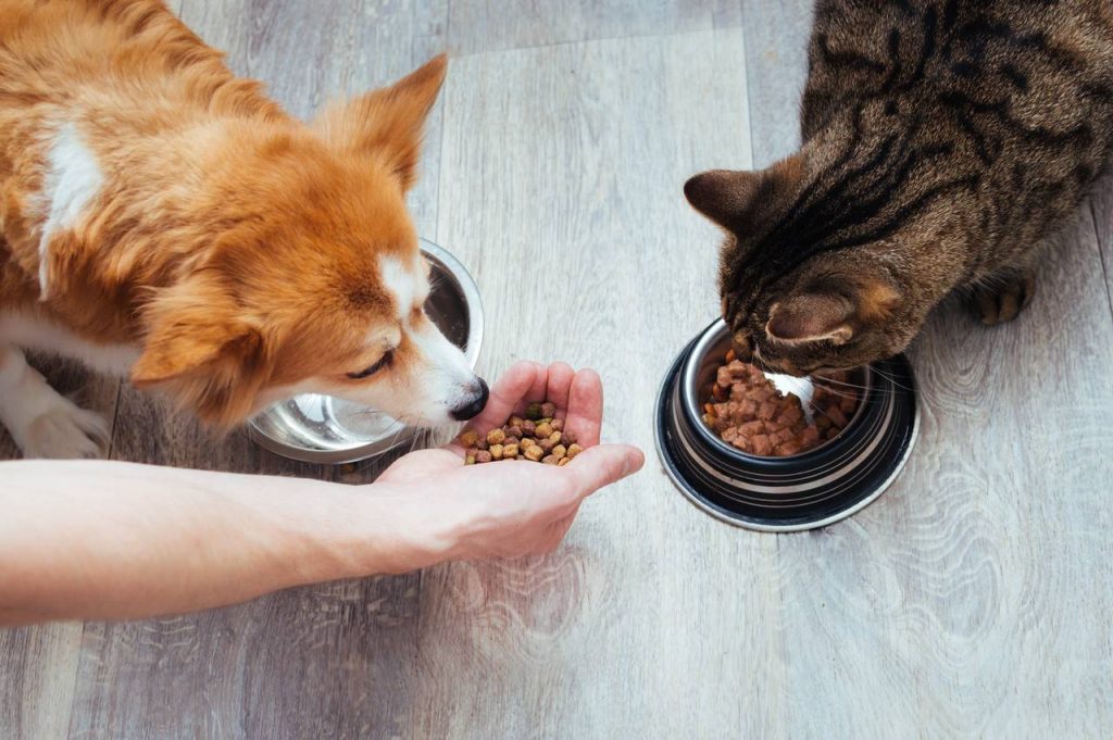 Cão e gato vegano