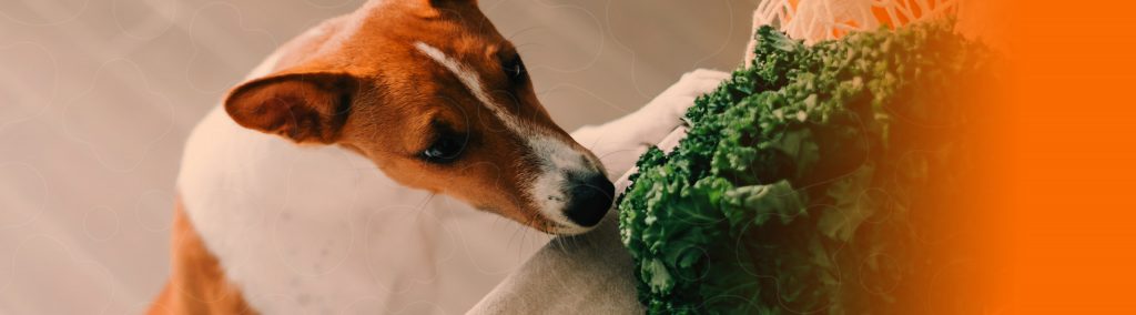 Cão e gato vegano