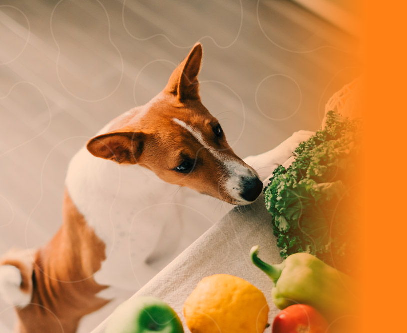 Cão e gato vegano