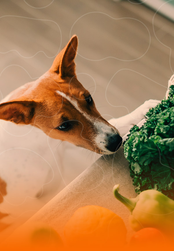 Cão cheirando verduras e legumes.